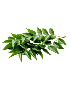 Curry leaves (Karuveppilai)