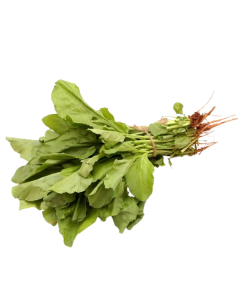 Spinach (Palak)
