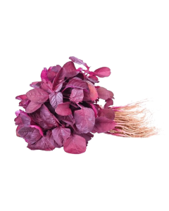 Red Amaranth/Red Spinach